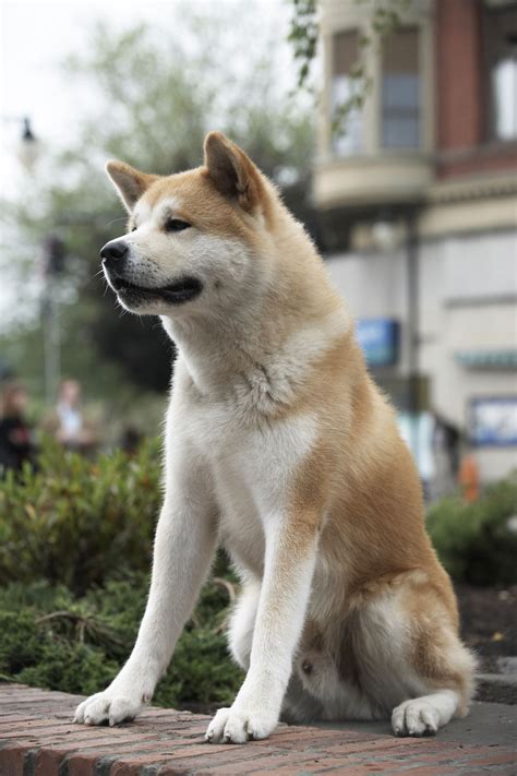 hachiko dog breed